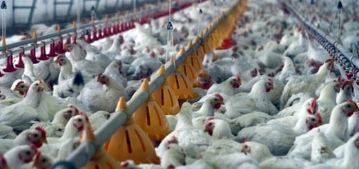 Influenza aviaria: emanato il Piano nazionale di sorveglianza per il 2018