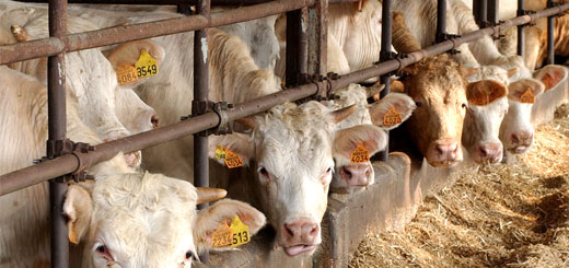 Rincari, aziende agricole allo stremo: “Resisteremo pochi mesi”