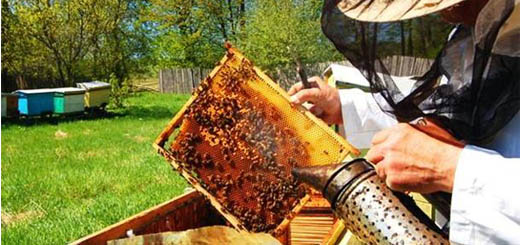 Interventi a favore dell'apicoltura anno 2023