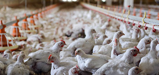 Influenza aviaria ad alta patogenicità H5N1 ancora presente negli uccelli selvatici