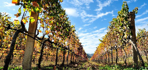 Vino: il Comitato di settore Italia-Francia-Spagna chiede la proroga delle autorizzazioni in scadenza