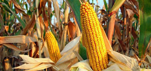 Mais: firmato un accordo di filiera per sostenere i prezzi all'origine del prodotto italiano certificato