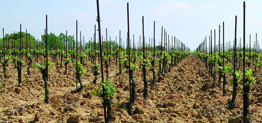 Rinuncia autorizzazioni impianto viti in scadenza nel 2020: modalità operative