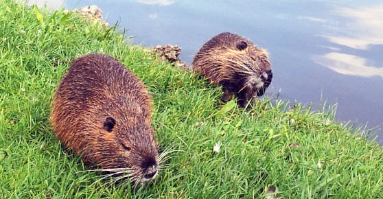 Corso di formazione per operatori da abilitare al controllo della nutria