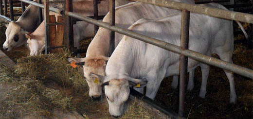 Bovini da carne: aperte le domande per l’aiuto del “Fondo emergenziale per le filiere in crisi”