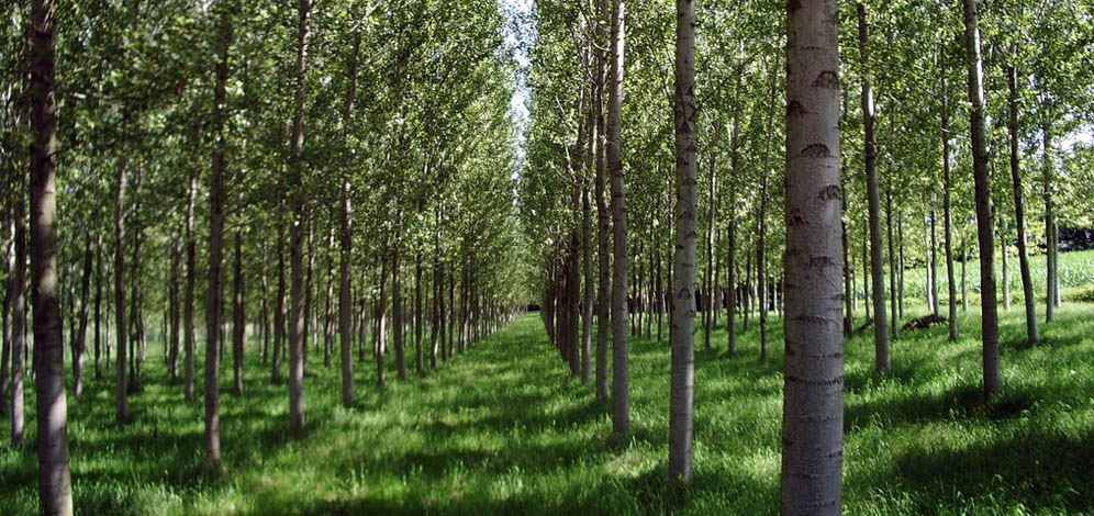 Corso “Arboricoltura da legno – Opportunità per le aziende agricole: produzione di biomasse legnose a scopo energetico”