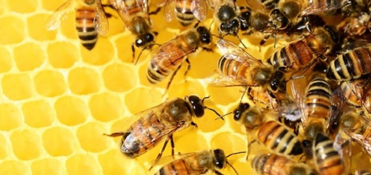 Aiuti al settore dell'apicoltura: apertura termini per la presentazione delle domande