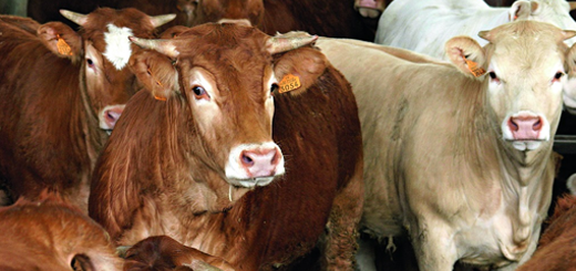 Emissioni industriali - La Commissione agricoltura UE esclude gli allevamenti di bovini 