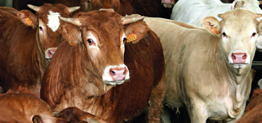 Bovini da carne: domande per l’aiuto del “Fondo emergenziale” entro il 16 settembre