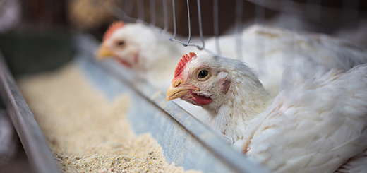 Influenza aviaria: un decreto del Mipaaf per anticipare gli indennizzi