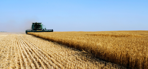 Grano – Bene la proroga dell’accordo Russia-Ucraina