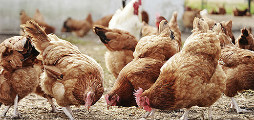 Nuovo Piano nazionale di controllo delle Salmonellosi negli avicoli