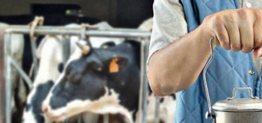 Latte bovino: protocollo d’intesa della filiera per valorizzare il prodotto