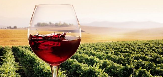 Vino: nasce la certificazione di sostenibilità della filiera vitivinicola