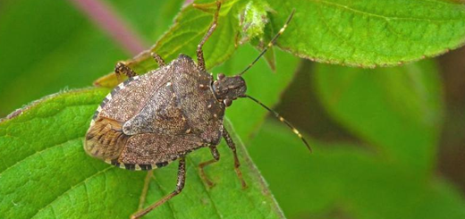 Cimice asiatica: entro fine anno le risorse del fondo di sostegno per l’emergenza