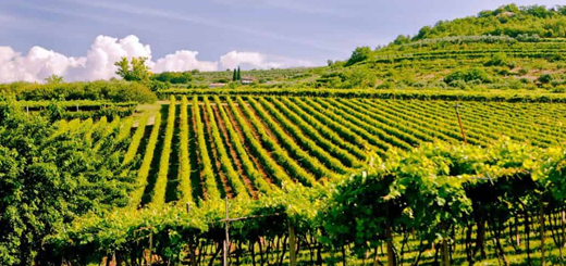 Il valore del comparto vitivinicolo nel Veneto