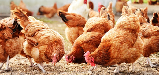 Influenza aviaria: sospeso obbligo di chiusura pollame