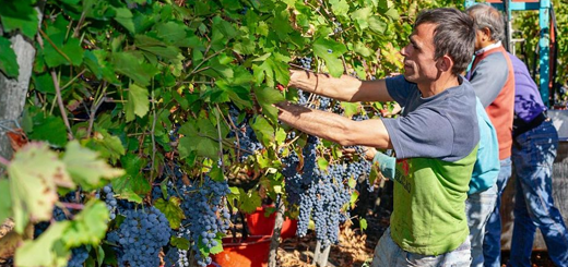 Esoneri contributivi settori agrituristico e vitivinicolo mesi di novembre dicembre 2020 e gennaio 2021
