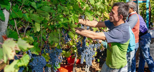 Bonus 200€: chiarimenti sul bonus a favore degli operai agricoli a tempo determinato