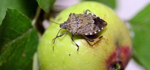 “La diffusione di insetti alloctoni, in particolare la cimice” – Corsi per frutticoltori e non solo