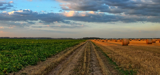 Banca delle terre agricole: domande entro il 5 giugno