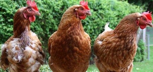 Influenza aviaria: migliorato il quadro epidemiologico, revocata la Zur