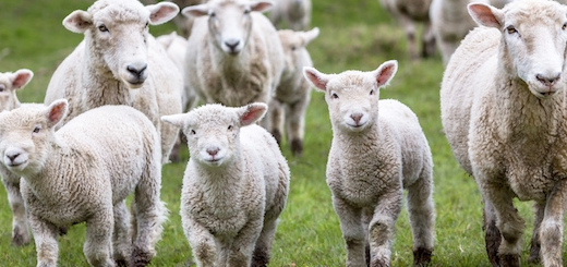 Filiera carni ovine: contributo del fondo filiere