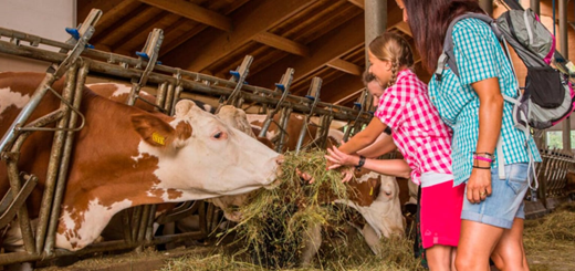 Veneto zona arancione: riaprono le attività di fattoria didattica. Agriturismo e turismo rurale ancora sospesi