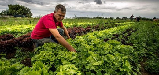 Contributi Inps: le aliquote 2022 per le aziende agricole