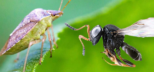 Il caldo anticipa gli attacchi della cimice: si spera nella vespa samurai