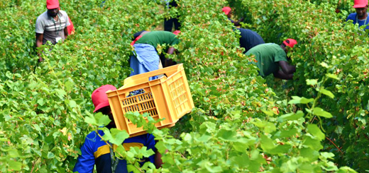 Rinnovato il Contratto Collettivo Nazionale dei quadri e impiegati agricoli