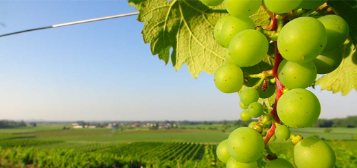 Misure obbligatorie contro la flavescenza dorata della vite nella Regione Veneto per l'anno 2022