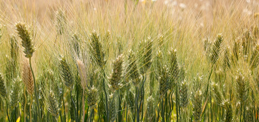 Fondo grano duro