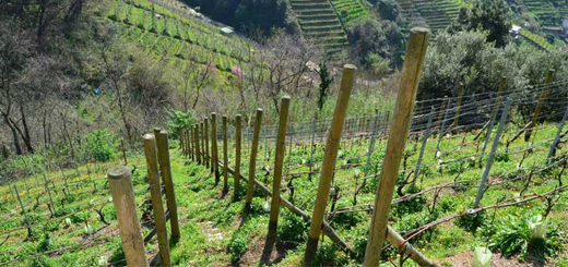 Vigneti: domande per nuovi impianti fino al 31 marzo