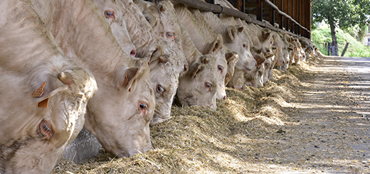 L’impennata dei prezzi delle commodities agricole mette in sofferenza la filiera zootecnica