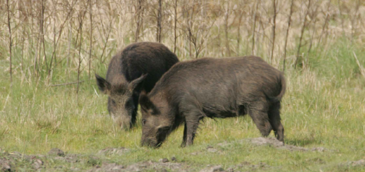 Danni da fauna selvatica da uccelli ittiofagi: aperti due bandi