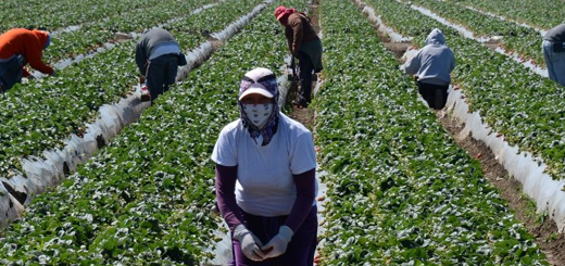 Lavorati immigrati - Boom di domande con il click day del 27 marzo