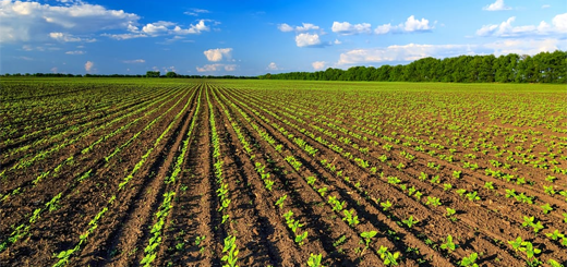 Aiuti di stato: prorogate le norme UE applicabili al settore agricolo