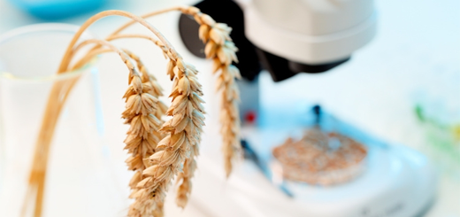 Nuove biotecnologie in agricoltura: le Commissioni Agricoltura di Camera e Senato esprimo pareri diversi sul loro futuro