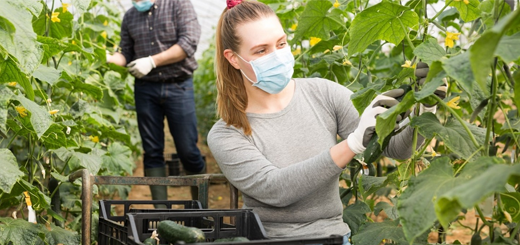 Contributi Inps: esonero delle aziende agricole anche per il mese di gennaio