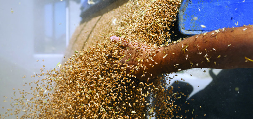 Registro carico e scarico cereali e farine di cereali: le novità previste dalla Legge di Bilancio