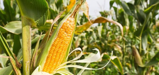 Pac 2023-2027: la rotazione annuale prevista nel PSN compromette la produzione di mais. Confagricoltura chiede la deroga