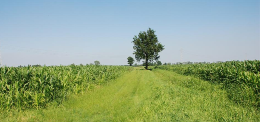 PSR VENETO: confermati anche per il 2022 degli impegni agroambientali