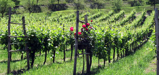 Autorizzazioni vitivinicole prorogate al 31 dicembre 2022