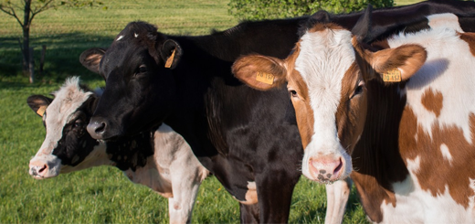 Zootecnia: aiuti eccezionali per 144 milioni per vacche da latte, bufale e bovini da carne