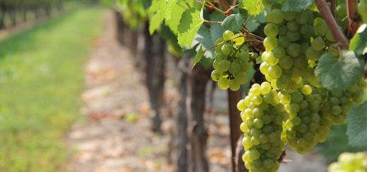 Vitivinicolo: proroga termini lavori di ristrutturazione e riconversione