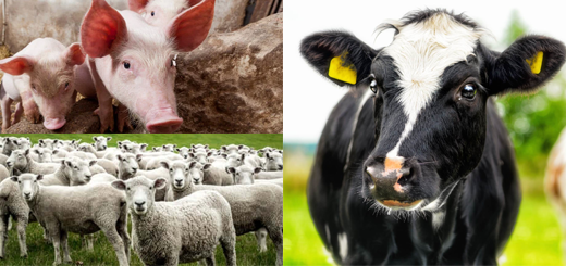 Registrazioni BDN bovini, ovini, caprini e suini entro 7 giorni.