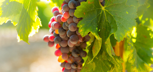 Dichiarazioni obbligatorie di vendemmia e di produzione di vino e/o mosto della campagna vitivinicola 2023/2024