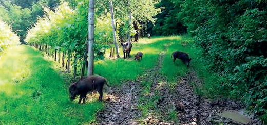 Fauna selvatica: costituito il tavolo tecnico di coordinamento per la gestione e in controllo