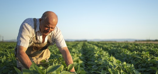 La sospensione dell’attività di impresa e lo speciale regime della sua revoca nell’ambito agricolo